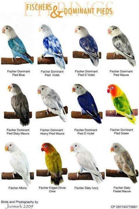 color mutations of black masked lovebirds | World Famous Types Of Colorful Love Birds Mutation of The Day Love Birds Pet, African Lovebirds, Pet Birds Parrots, Bird Breeds, Types Of Birds, Parrot Pet, African Love, Bird Aviary, Bird Poster