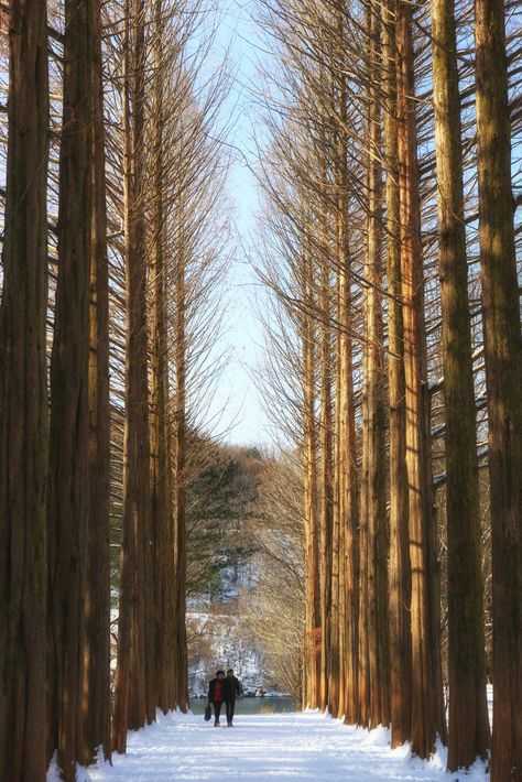 Nami Island Autumn, Famous Trees, Nami Island, Korean Winter, Korea Travel, Tree Line, Island Tour, Best Seasons, Travel Information