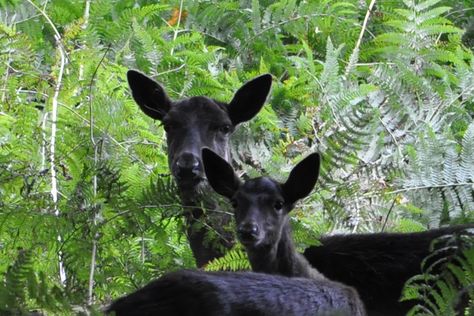 Black Fallow Deer | by Angi 500 North American Animals, Deer Species, Fallow Deer, Deer Family, Old Trees, Oh Deer, Like Animals, Walk In The Woods, Farm Life