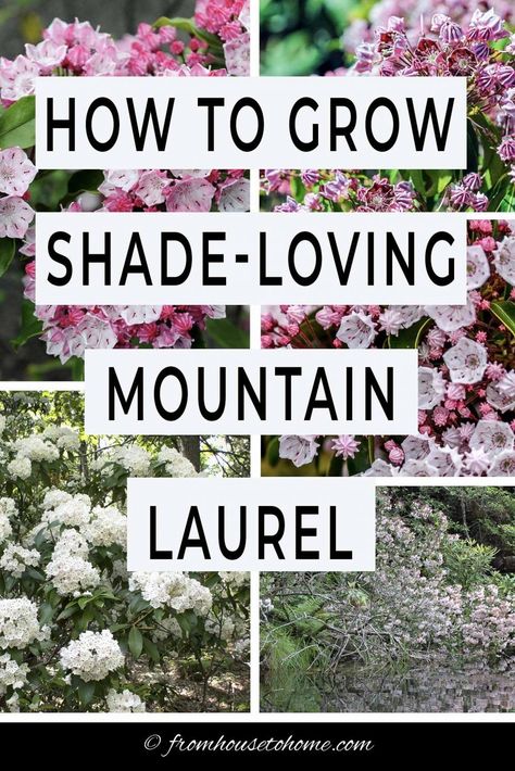 How To Grow Shade Loving Mountain Laurel | I love this shade loving shrub that is evergreen and has beautiful flowers. Find out all the details on how to grow Mountain Laurel (Kalmia latifolia) in your backyard garden. #fromhousetohome #gardeningtips #shadeplants #gardenideas #mountainlaurel #plants Perennials Low Maintenance, Laurel Shrub, Shade Loving Shrubs, Kalmia Latifolia, Plants Under Trees, Beautiful Spring Flowers, Evergreen Bush, Shade Shrubs, Acid Loving Plants