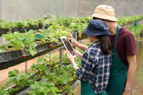 Hydroponic Vegetables, Cabbage Flowers, Crop Farming, Smart Farm, Agriculture Business, Modern Agriculture, Agricultural Sector, Farming Techniques, Female Farmer