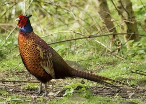 Raising Pheasants, Pheasant Farm, Raising Quail, Ring Necked Pheasant, Quail Hunting, Pheasant Hunting, Elk Hunting, Bird Hunting, Turkey Hunting