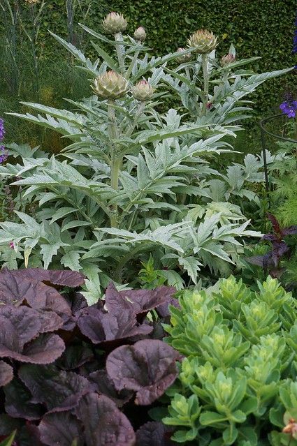 Small Garden Courtyard, Artichoke Plants, Roller Door, Backyard Plants, Garden Courtyard, Garden Life, Veg Garden, Gorgeous Gardens, Courtyard Garden