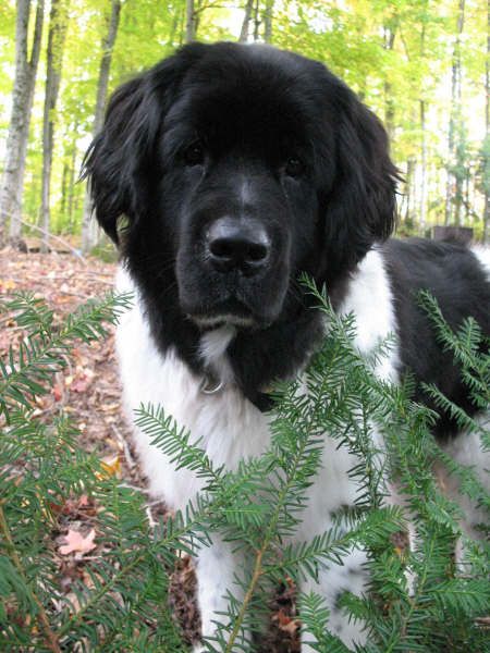 My beautiful girl Panda Landseer Dog, Newfoundland Puppies, Giant Dogs, Newfoundland Dog, Dog Rules, Cute Animal Pictures, Dog Photography, Newfoundland, Family Pet