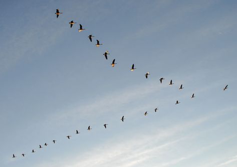 Goose Flying, Flying Goose Illustration, Fun Facts About Canada, Facts About Canada, Wild Geese Illustration, Geese Migration, Geese Flying In Formation, Flight Feathers, Flying V