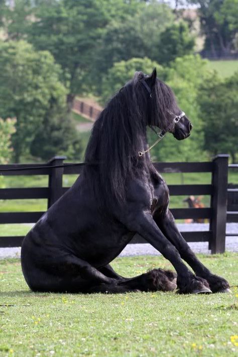 Sit boo boo, sit..... Horse Sitting, Country Fences, Black Fence, Timber Fencing, Lattice Fence, Steel Fence, Fence Art, Friesian Horse, Fence Landscaping