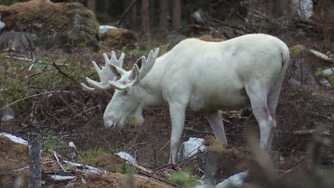 White moose feasting on plants. Moose Aesthetic, Natalie Yellowjackets, Albino Moose, Moose Animal, Moose Pictures, Rare Albino Animals, White Moose, Baxter State Park, Bull Moose