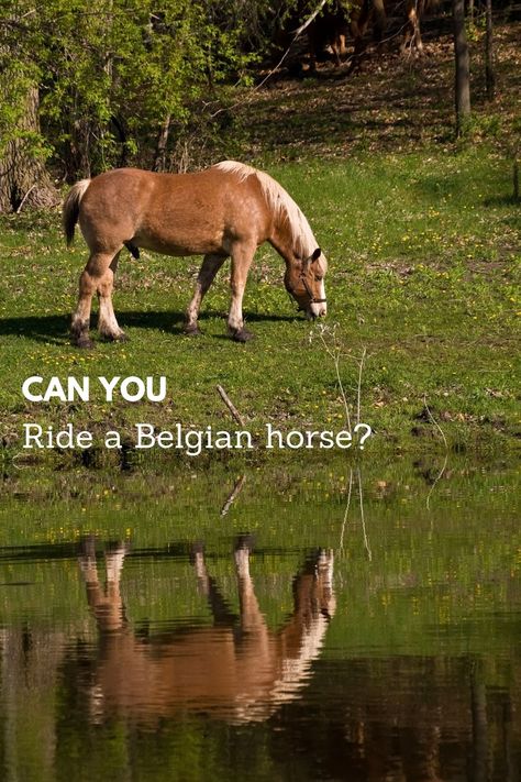 Riding a Belgian horse.#belgian horse breed,#gaited horses,#gaited belgians,#ride a belgian, Belgian Horse Draft, Belgian Horses, Brabant Horse, Belgian Warmblood, Gaited Horses, Belgian Draft, Belgian Draft Horse, Belgian Horse, Trail Riding Horses