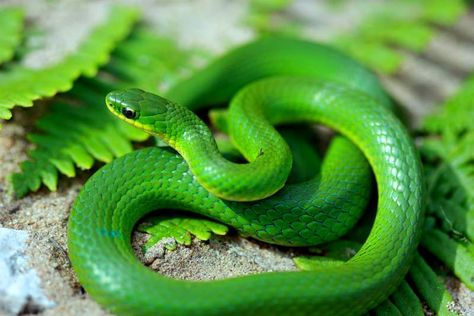 smooth green snake - it may look artificial, but they truly can be this vibrant color, I've kept both smooth greens and rough greens, they are like neon green M & M's Snake Facts, Snake Shedding, Pretty Snakes, Colorful Snakes, Cute Reptiles, Pet Snake, Beautiful Snakes, Snake Art, Green Snake