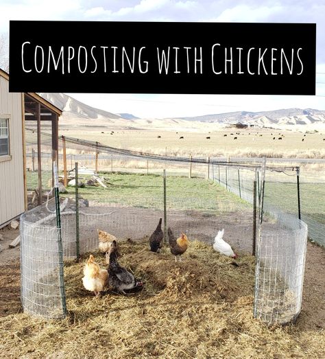 Compost Pile In Chicken Run, Compost In Chicken Run, Chicken Compost, Compost Area, Chicken Run Ideas Diy, Chicken Composting, Chicken Raising, Compost Bin Diy, Chicken Coop Garden