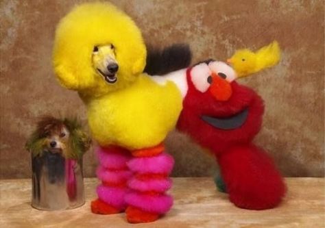 Sesame Street Dog Anjing Poodle, Creative Grooming, Poodle Grooming, Dog Haircuts, Poor Dog, Street Dogs, Dog Costume, Big Bird, Crazy Dog