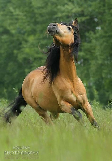 .*Look! Up in the sky! Buckskin Horse, Rare Horses, Tennessee Walking Horse, Walking Horse, Paint Horse, Majestic Horse, All The Pretty Horses, Horse Crazy, Clydesdale