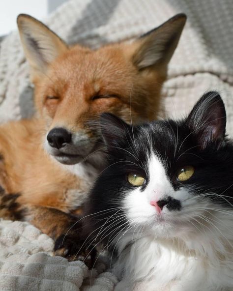 Fox And Cat, Hush Cut, Fox, Black And White, White, Black