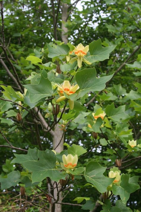 Tulip Tree Tattoo, Liriodendron Tulipifera, Tulip Poplar, Tulip Tree, Tulip Flower, Shade Trees, Deciduous Trees, Hand Tattoo, Perfect Garden