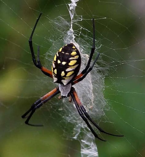 Orb-weaver spiders or araneids are members of the spider family Araneidae. They are the most common group of builders of spiral wheel-shaped webs often found in gardens, fields and forests. "Orb" was previously used in English to mean "circular", hence the English name of the group. Araneids have eight similar eyes, hairy or spiny legs, and no stridulating organs. The family is cosmopolitan, including many well-known large or brightly colored garden spiders. With around 3,100 species in 169 gene Orb Weaver Spider, Spider Eating, Backyard Nature, Orb Weaver, Big Spiders, Garden Spider, Spider Silk, Widow Spider, Praying Mantis