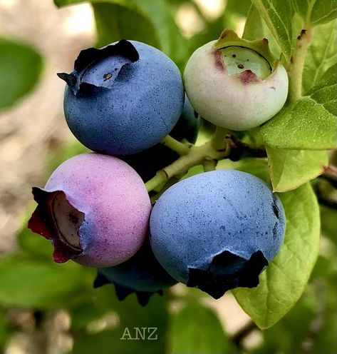 Blueberry Reference Photo, Blueberry Pictures, Blueberry Breakfast Recipes, Blueberry Yogurt Bites, Blueberry Painting, Blueberry Art, Blueberry Aesthetic, Blueberry Photography, Berries Photography