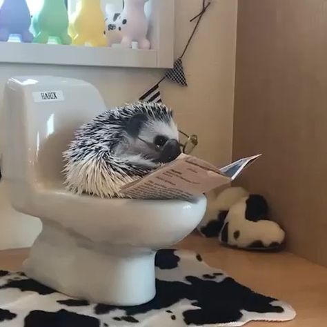 Cute Animal Character, Pet Hedgehog, Pet Anime, Funny Hedgehog, Animal Aesthetic, Hedgehog Pet, Baby Hedgehog, Animal Character