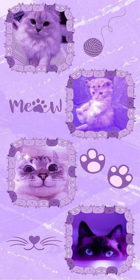 Lilac Purple Aesthetic, Aesthetic Cat Wallpaper, Aesthetic Cat, Cat Wallpaper, Lilac Purple, Purple Aesthetic, Cute Cat, Lilac, Purple