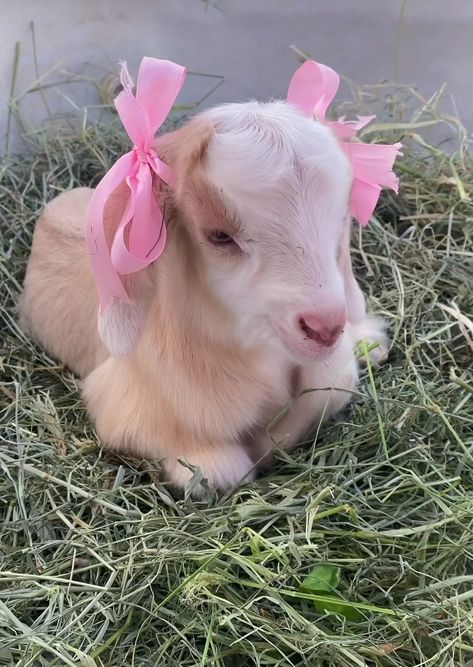 Goats Aesthetic, Naomi Core, Cute Lambs, Farm Goats, Types Of Goats, Sheep And Goat, Cute Goat, Pet Goat, Goats Funny