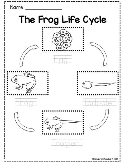 Observing the Frog Life Cycle for Kids | Kindergarten Cafe Life Cycle Of Frog Worksheet, Life Cycle Of A Frog Activities, Life Cycles Preschool Activities, Frog Worksheet, Frog Life Cycle Printable, Science Worksheets For Kindergarten, Life Cycles Kindergarten, Plant Life Cycle Worksheet, Life Cycles Preschool