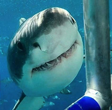 Great White Shark, Great White, In The Ocean, The Ocean, Swimming, Water, White