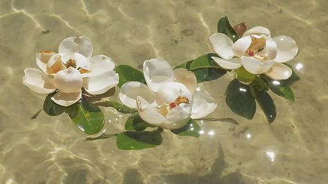 Ethereal Aesthetic, Anime Gifs, Beach Wallpaper, Magnolia Flower, Aesthetic Gif, Water Flowers, Nature Aesthetic, Sky Aesthetic, Green Aesthetic