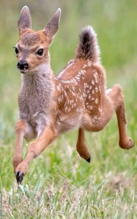 Deer Photos, Animal Study, Pretty Animals, Arte Inspo, Silly Animals, Baby Deer, Cute Wild Animals, Cute Animal Photos, Wildlife Animals