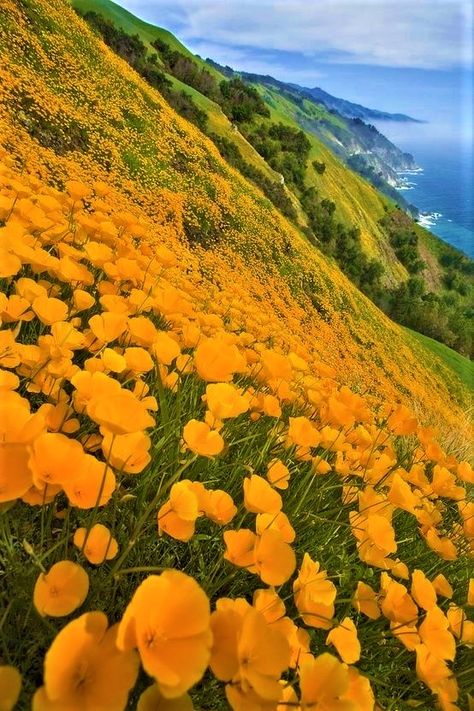 Big Sur California, California Poppy, Photo Images, Big Sur, Monterey, Fine Dining, Beautiful World, Beautiful Landscapes, Yellow Flowers