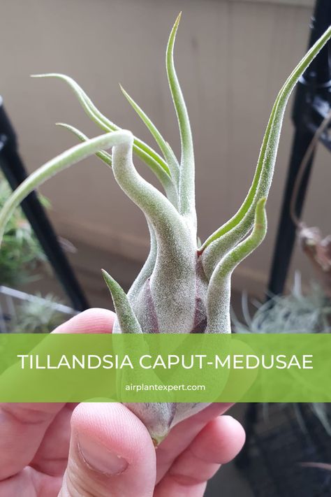 Tillandsia Caput-medusae is easy to care for and grows well indoors. This hardy species can tolerate low watering levels. However, that will stunt the plant’s growth.

I recommend placing your plant next to a window that receives plenty of indirect bright sunlight and a weekly soaking schedule.

How to Care for Tillandsia Caput-medusae
How to Water Tillandsia Caput-medusae
How to Propagate Tillandsia Caput-medusae
Tillandsia Caput-medusae Hybrids Types Of Air Plants, Air Plants Care, Dappled Light, Leaf Texture, Mother Plant, Growing Indoors, Air Plants, Green Thumb, My Flower