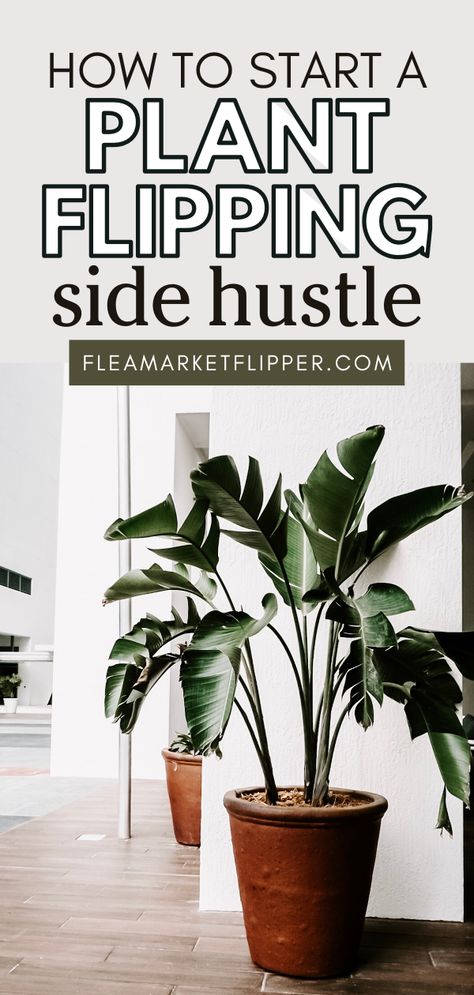 Do you want to learn how to sell plants from home? In this episode of The Reseller Hangout Podcast, plant reseller Jo Eveland takes us through the best plants to grow and sell, how to sell plants online, and more tips to create your own flipping plants business. Click here to listen! How To Sell Plants, Sell Plants From Home, How To Sell Plants From Home, Plant Buisness Ideas, How To Start A Plant Business, House Plant Business, Selling Plants From Home, Plants Business, Selling Plants