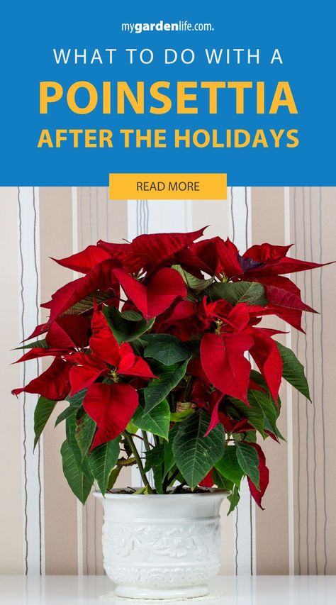 Give your poinsettia a second life! Learn expert gardening tips and ideas for extending the life of your Christmas plant. From pruning to seasonal care, this guide is perfect for DIY gardening enthusiasts who want to preserve their holiday decor. Find more gardening tips and indoor gardening inspiration at MyGardenLife.com. How To Care For A Pointsetta Tips, How To Care For Poinsettias, Pointsetta Christmas, Diy Backyard Garden Ideas, Diy Backyard Garden, Plants Monstera, Christmas Cactus Care, Poinsettia Care, Christmas Plant