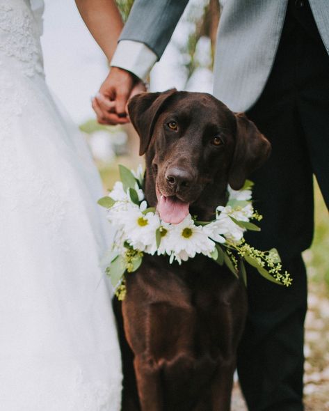 Chocolate lab puppy wedding daisy collar Chocolate Lab Wedding, Wedding Puppies, Unfulfilled Dreams, Wedding Daisy, Chocolate Lab Puppy, Puppy Wedding, Park Wedding Ceremony, Chocolate Lab Puppies, Puppy Dress