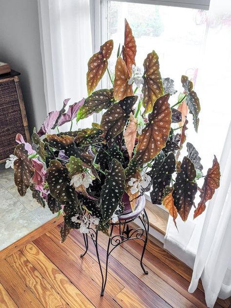 Begonia maculata care can be somewhat tricky, but I'm sharing everything you need to know to help your polka dot begonia thrive! Indoor Begonia, Begonia Houseplant, Begonia Care Indoor, Begonia Propagation, Begonia Rex Care, Begonia Care, Polka Dot Begonia Care, Polka Dot Plant Care, Begonia Rex Plant