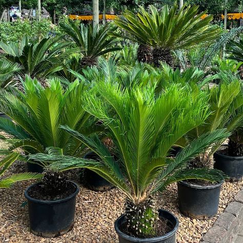 Japanese Sago Palm | Cycas Revoluta Cycas Revoluta, Sago Palm, Orchids, Garden Ideas