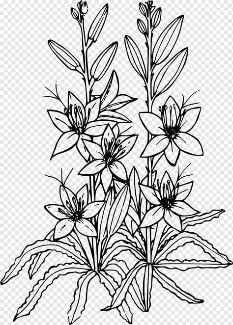 Plant Coloring Pages, White Flower Png, Desert Lily, Lily Drawing, Desert Tattoo, Dandelion Drawing, Botany Illustration, Lilies Drawing, White Lily Flower