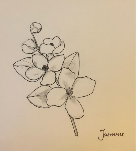 Drawing Of Jasmine Flower, Vine Pencil Drawing, Arabian Jasmine Flower Drawing, Jasmine Doodle Flower, Night Blooming Jasmine Drawing, Jasmine Tree Tattoo, Jasmine Art Flower, Jasmine Flower Drawing Simple, Yellow Jasmine Tattoo