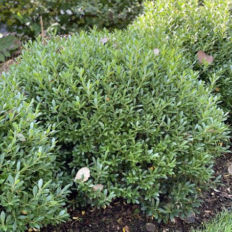 STRONGBOX® Ilex Inkberry Holly, Deer Resistant Shrubs, Open Porch, Proven Winners Perennials, Long Blooming Perennials, White Azalea, Garden Calendar, Bee Friendly, Domestic Goddess