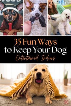 Activities To Do With Dogs, Things To Do With Your Dog At Home, Dog Stimulation Ideas, Diy Enrichment For Dogs, Enrichment Activities For Dogs, Dog Entertainment Ideas, Bored Dog Activities, Mental Stimulation For Dogs Diy, Dog Games Indoor