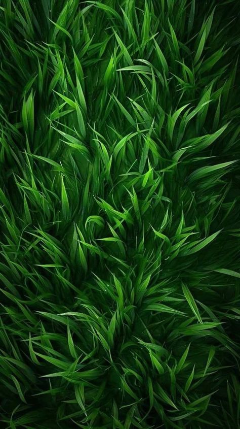 8k Wallpaper Samsung, Iphone X Wallpaper Aesthetic, Wallpapers For Ios 16, Samsung Background, 13 Wallpaper Iphone, Ios 16 Wallpaper, Wallpaper Samsung, Grass Wallpaper, Iphone Dynamic Wallpaper