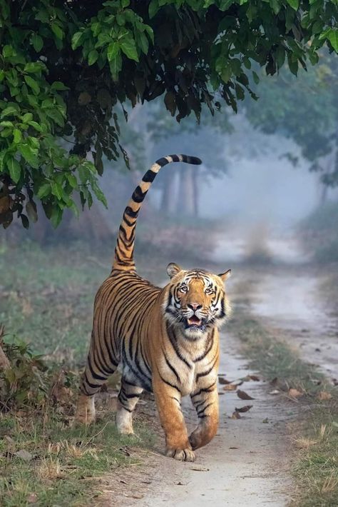 Tiger Spirit Animal, Animals Amazing, Wild Animals Pictures, Tiger Pictures, Exotic Cats, Cat Parenting, Tiger Tattoo, Cat Family, Cute Wild Animals