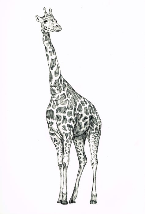 Giraffe Biro Drawing - by gemmamarie Biro Drawing, Giraffe Colors, Giraffe Drawing, Giraffe Pictures, Giraffe Illustration, Tree Sketches, Giraffe Art, Drawing Heads, A Giraffe