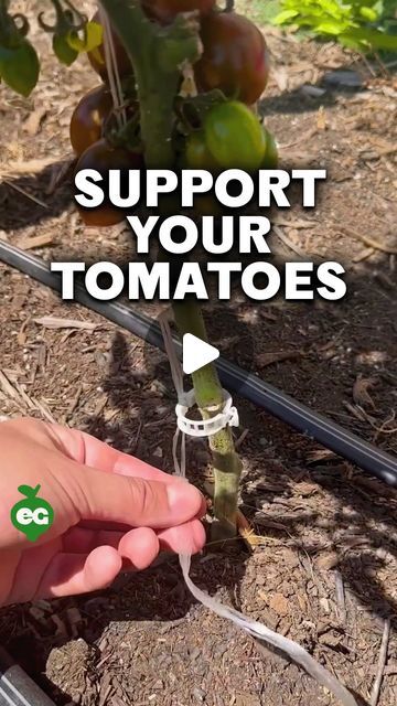 We help you grow. on Instagram: "One of our favorite ways to trellis big, vining tomatoes is with string and a few tomato clips - that’s it! When you transplant your tomato, you can either bury the string underneath your tomato to secure it in the ground, or tie the string to a stake and press into the soil.

Then, tie the other end of the string to a simple structure above the tomato plant made of 2x4 lumber or metal conduit. Both are relatively inexpensive at most hardware stores. Our setup cost $50 to make and grows about 12 huge vining tomatoes.

Every 1’ (0.3m) or so, snap a tomato clip (which you can find at most nurseries) to the string and around your tomato’s main stem. As the tomato grows, you may want to also prune off any side shoots that grow out, but this is optional.

If you Transplanting Tomato Plants, How To Support Tomato Plants, 2x4 Lumber, Gardening Indoors, Tomato Trellis, Hardware Stores, Tomato Plant, Growing Fruit, Grow On Instagram