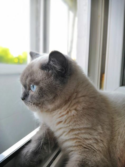 Scottish stright blue point cat Blue Point Cat, Scottish Cat, Short Hair Blue, Exotic Shorthair, British Shorthair Cats, Blue Point, British Shorthair, Cat Wallpaper, Beautiful Cats