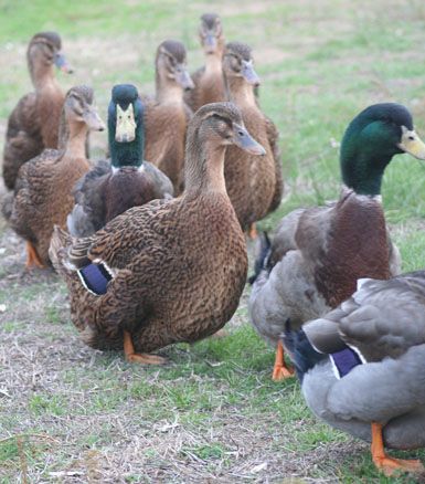 Rouen duck in Australia Rouen Ducks, Duck Raising, Rouen Duck, Raising Turkeys, Duck Breeds, Duck Farming, Raising Ducks, What The Duck, Pet Ducks