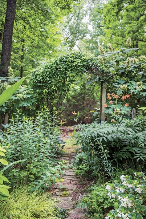 Consider These Picks for Dry Shade Hydrangea Boxwood, Crested Iris, Plum Yew, Garden Flooring, Oklahoma Gardening, Hydrangea Shade, Shade Plants Container, Christmas Fern, Plants Under Trees