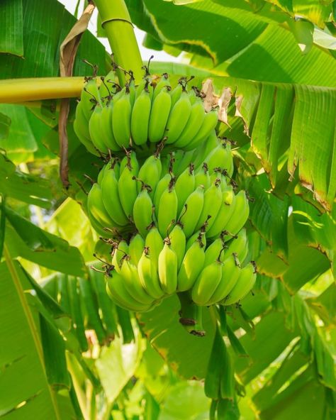 Raw Bananas 101: Benefits, Side Effects & More! Ashwagandha Benefits, Hair And Skin Vitamins, Unripe Banana, Improve Kidney Function, Banana Benefits, Raw Banana, Simple Sugar, Kidney Function, Green Banana