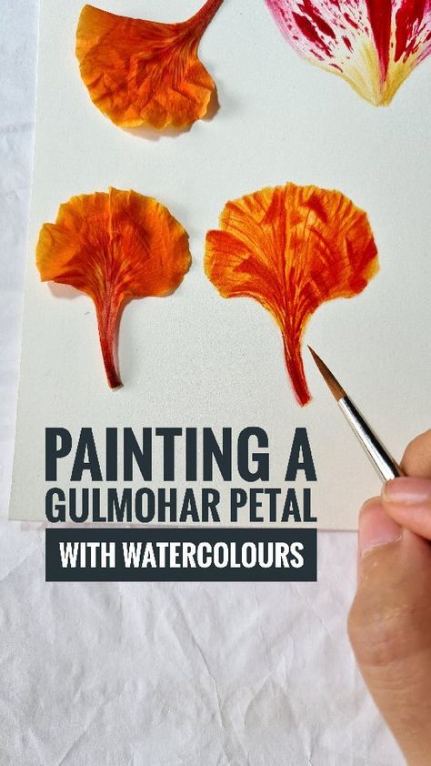 artbyavantika on Instagram: Painted in 35 minutes with just 4 colours 🧡 Found these fallen Gulmohar petals today morning and painted them quickly in the time I had 😅… Gulmohar Flowers Painting, Gulmohar Painting, Gulmohar Flowers, Textiles Flowers, Today Morning, Flowers Petals, Botany, Abstract Art Painting, Watercolor Flowers