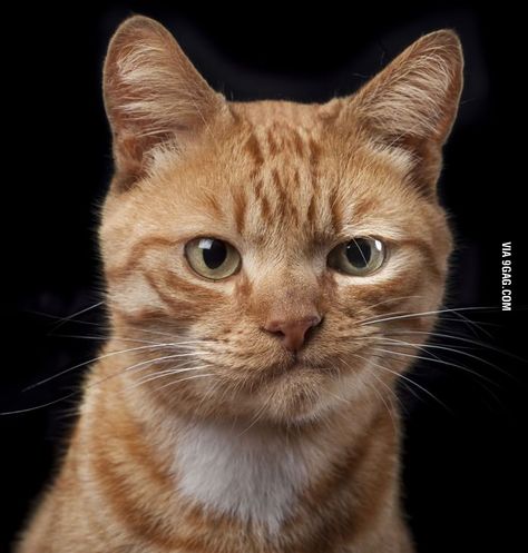 Click to see the pic and write a comment... Orange Tabby, Tabby Cat, Black Background, Orange, Green, White, Black