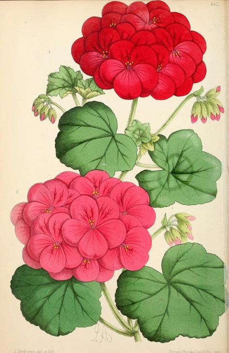 8, 1869 - The Floral magazine; - Biodiversity Heritage Library Object Painting, Botanic Painting, Botanical Artists, Nature Scrapbook, Hydrangea Painting, Embroidery Motif, Acrylic Painting Flowers, Botanical Illustrations, Watercolor Flowers Paintings