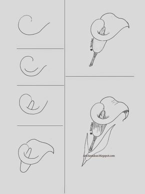 Calla Lily | Art class ideas Hur Man Ritar Blommor, How To Draw Flowers, Lily Art, Draw Flowers, Drawing Hands, Flower Drawing Tutorials, Plant Drawing, Easy Drawing, Class Ideas